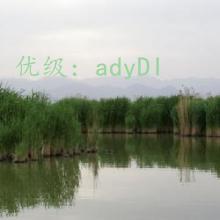 ̬